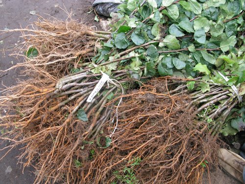 apple seedlings