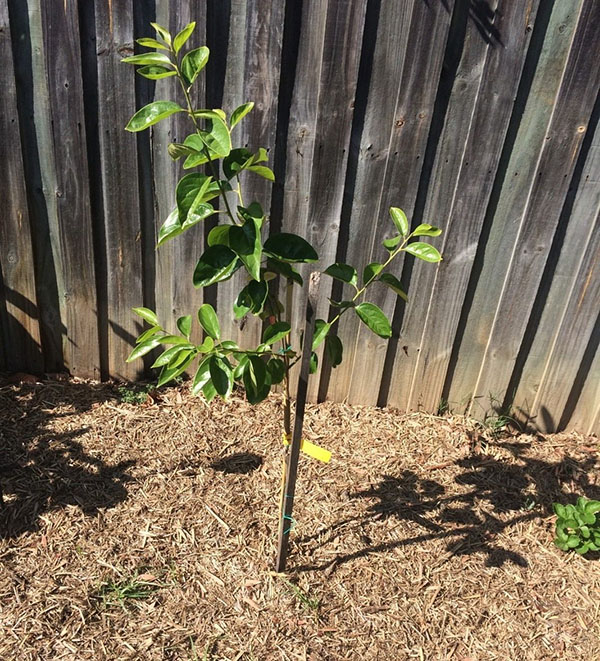 growing persimmon