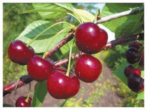 Descripción y características de la variedad de cereza Apukhtinskaya, plantación y cuidado.