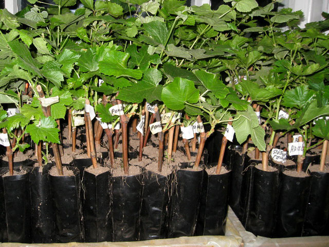 grape cuttings