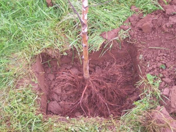 planting cherries