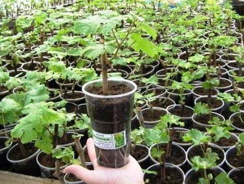 grape seedlings