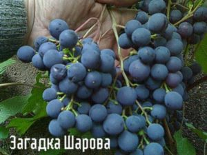 Description and characteristics of the grape variety Riddle Sharova, planting and care rules