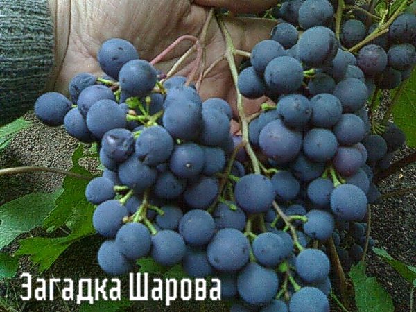 grapes riddle of Sharov