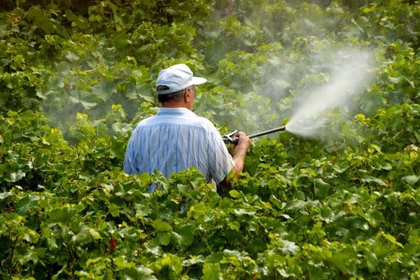 spraying grapes