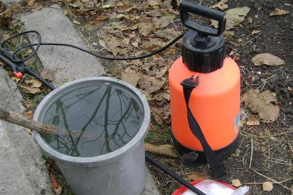 spraying grapes