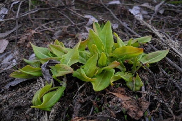 aikuinen pensas