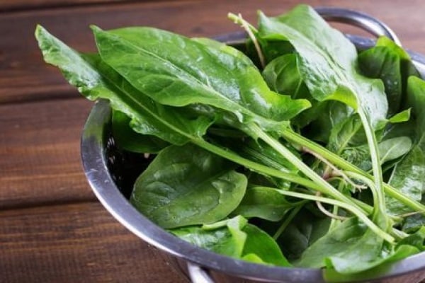 sorrel harvest