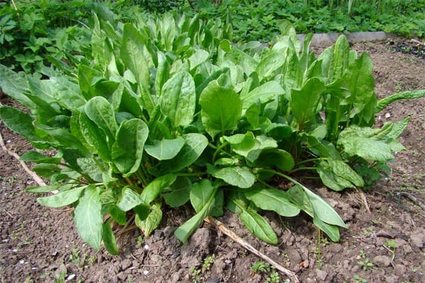 características de la planta