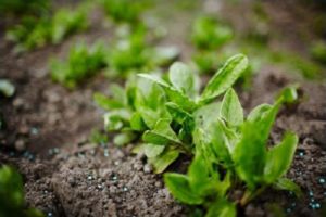 Cara menanam sorrel dan merawatnya di ladang terbuka, cara memberi makan setelah memotong