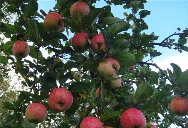 manzanas maduras