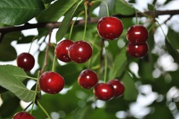 rojo cereza