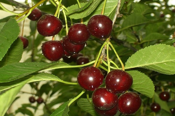 amado por los jardineros