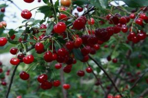 Description description of the best varieties of Siberian cherry, planting and care in the open field