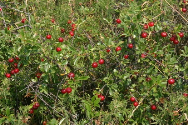 Pokok renek Subbotinskaya