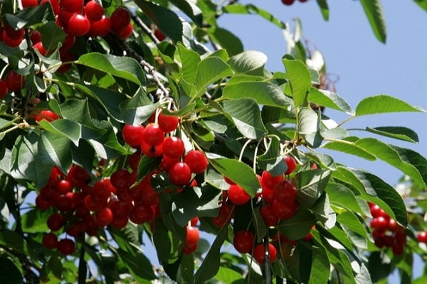 Una de las cerezas