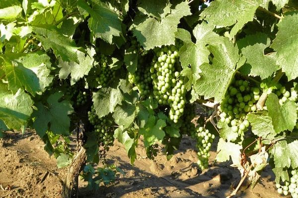 vineyard on the street