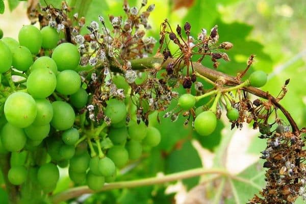 maladies du raisin