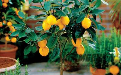 lemon tree