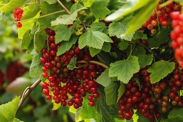 prepare currants