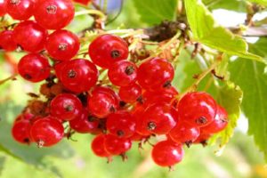 Useful properties and harm of red currant for the health of women and men and contraindications