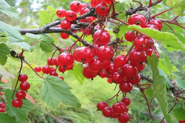 fruta pequeña