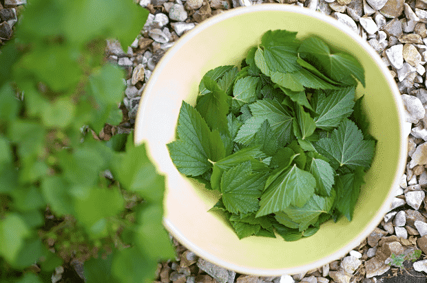 currant leaves