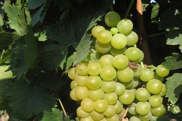 Chasselas grapes