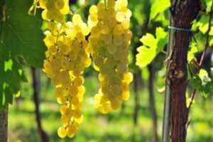 Description et caractéristiques des cépages Chasselas, règles de plantation et d'entretien