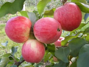 Description et caractéristiques de la variété de pomme Iyulskoe Chernenko, histoire et culture