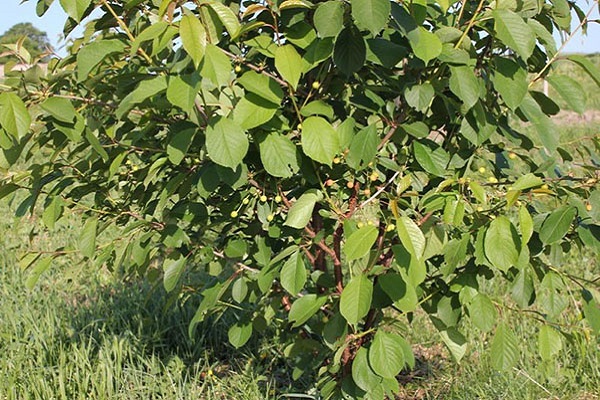 árbol verde