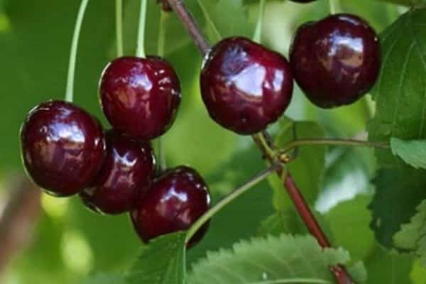 cerezas para cultivar