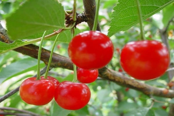 berbuah pokok buah