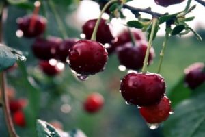 The best varieties of self-fertile and undersized cherries for the Moscow region, planting and care