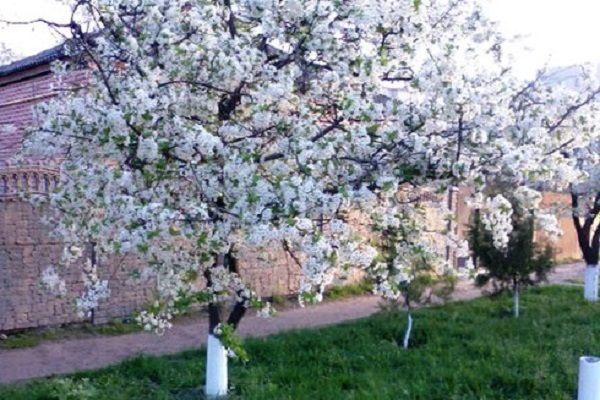 cereza floreciente