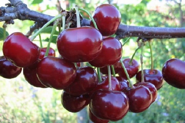 características de la cereza