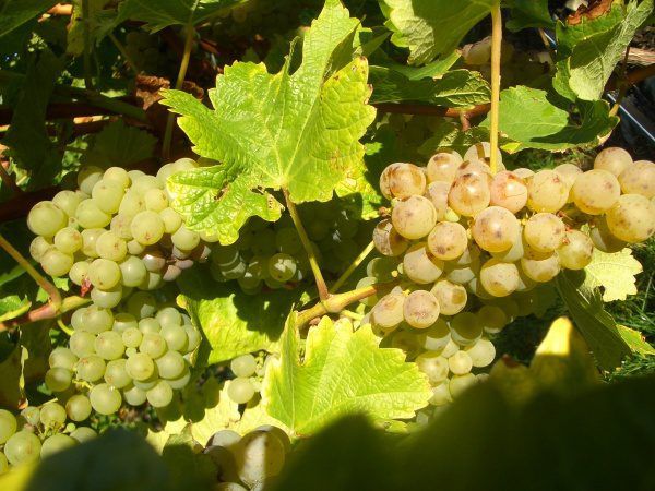 uvas sauvignon