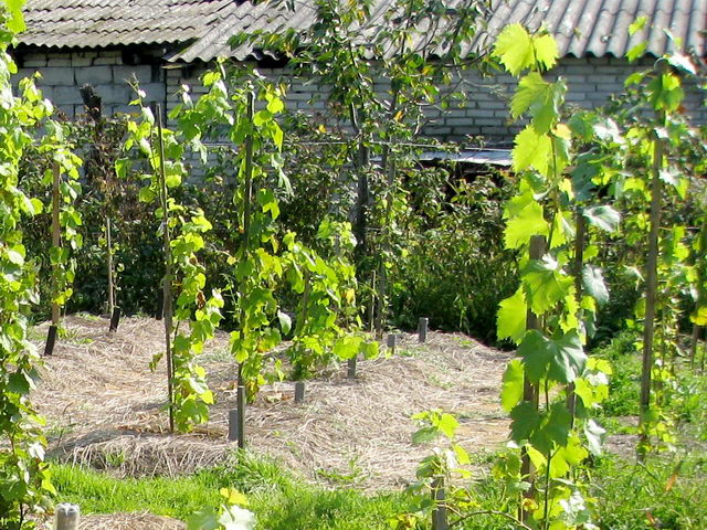 plantation de raisin