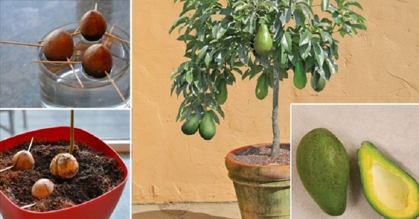 growing avocado