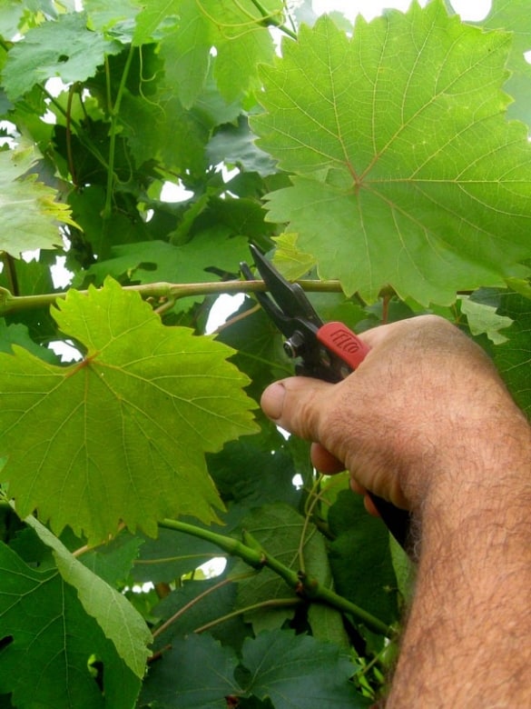 pruning grapes