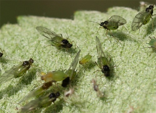 aphid bersayap