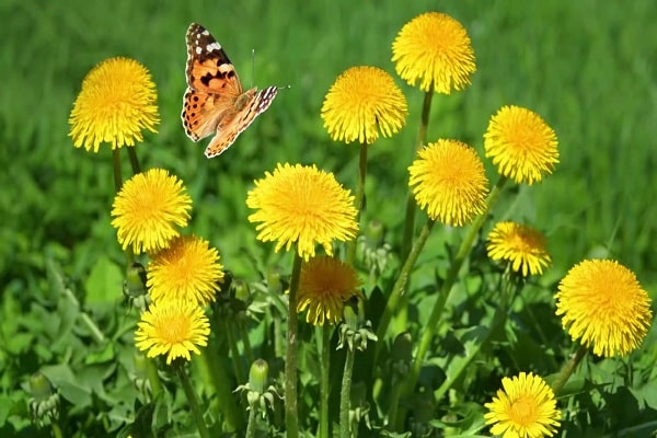 flor de diente de león