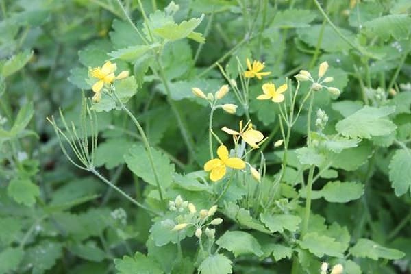 Celandine plant