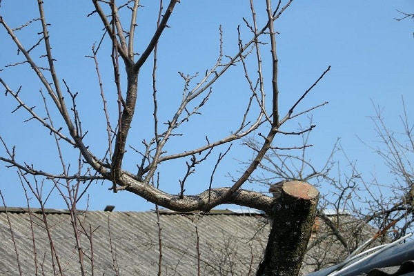 resultados de otoño