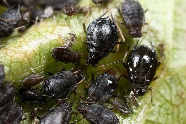 inseminasi oleh larva