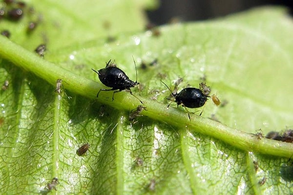 How to get rid of aphids on cherries and how to process them, a review of drugs and folk remedies