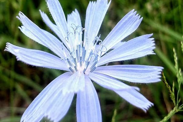 growing chicory