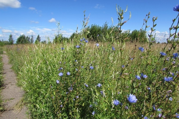 Flores azules