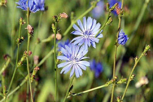 chicory is useful