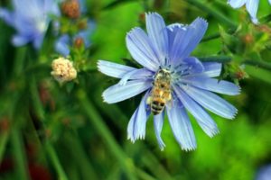 Menanam dan menanam chicory dari biji di kebun, penjagaan luar dan pembiakan